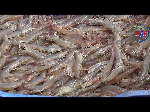 Shrimp Fishing Prawns Catching | Prawns Hunting